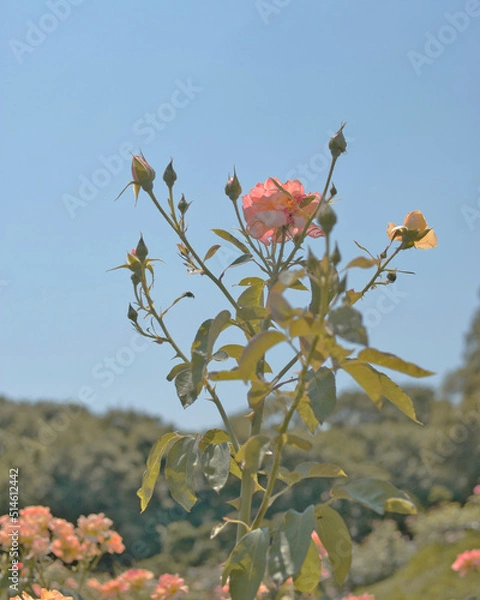 Fototapeta バラの花