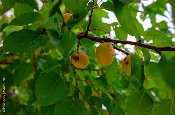 Fototapeta pears on tree
