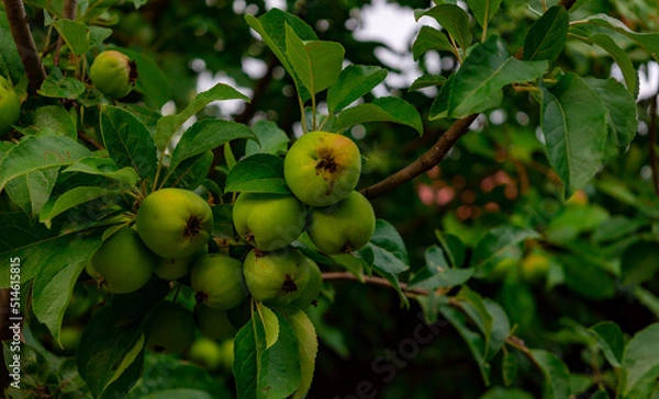 Fototapeta green apple on tree