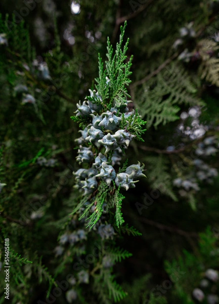 Fototapeta snow covered pine needles