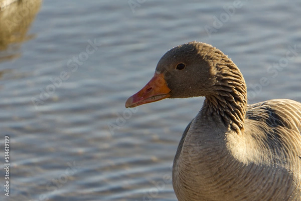 Fototapeta close up of a single Canada goose bird