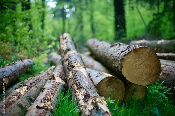 Fototapeta Baumstämme im Wald