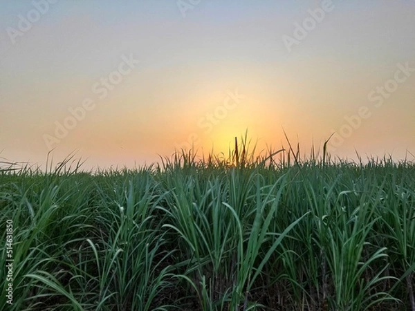Fototapeta sunset over the field