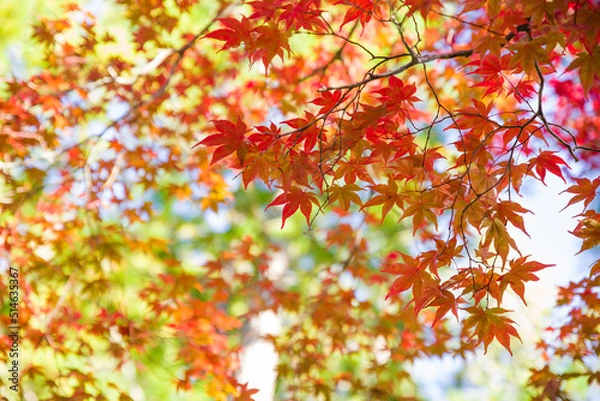 Obraz 高野山の秋風景