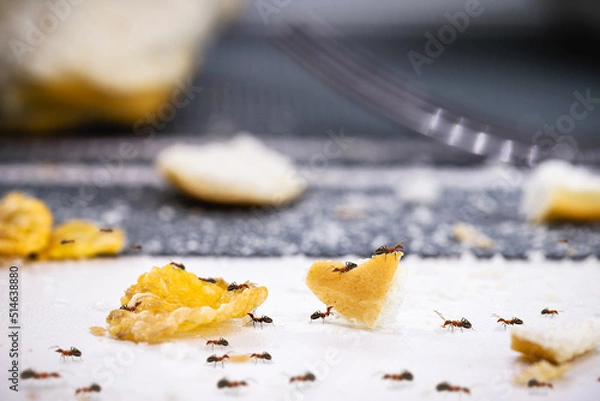 Fototapeta ants on dirt and bread crumbs on the table, insect infestation in the kitchen, need for detection