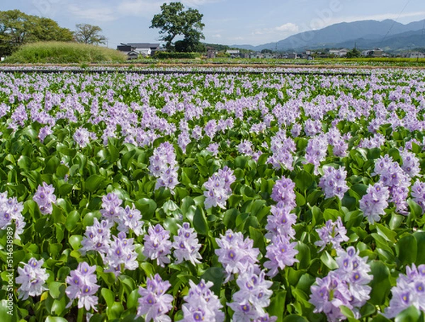 Obraz 本薬師寺跡（奈良県橿原市）のホテイアオイ