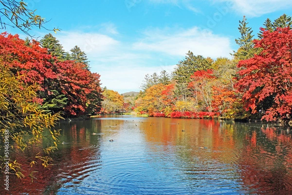 Obraz 雲場池の紅葉　軽井沢