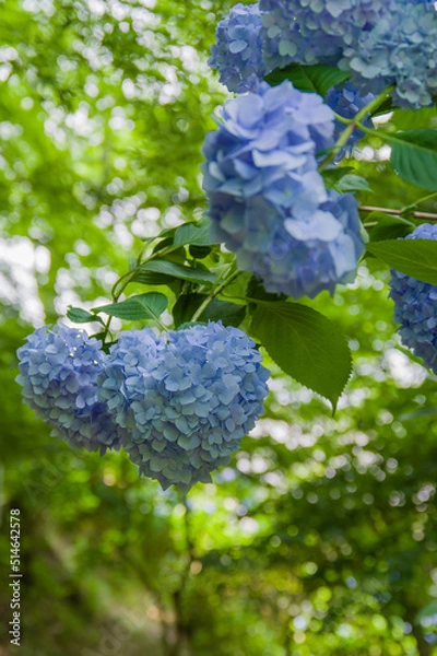 Obraz 丹州観音寺（京都府福知山市）のあじさい