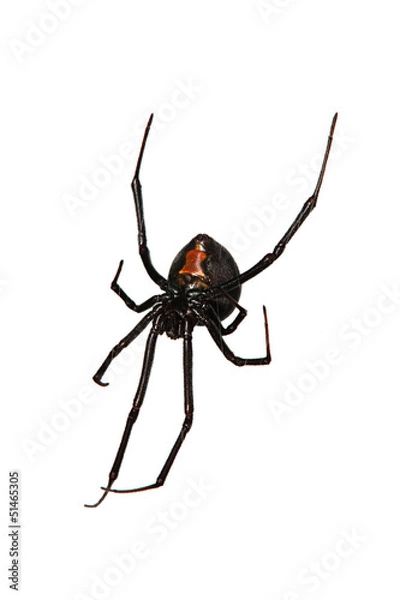 Fototapeta Spider, Red-back underside, characteristic red bottle shaped mar