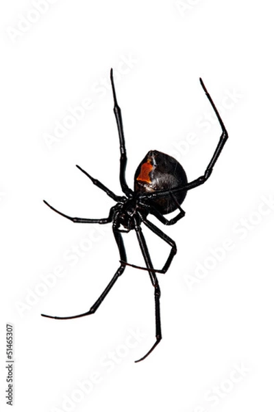 Obraz Pająk, od spodu czerwony