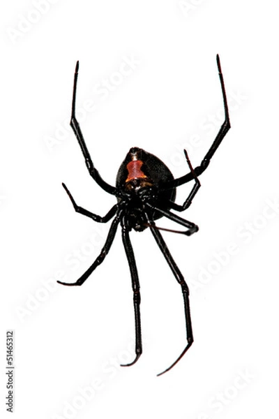 Obraz Pająk, czerwony tyłek