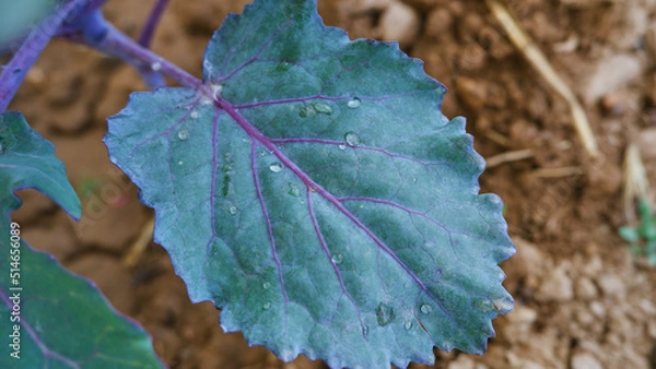 Fototapeta Top view photo of single purple cabbage seedling with water droplets.
