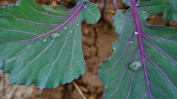 Fototapeta Leaves of purple cabbage seedling  with water droplets, on the blurred background.