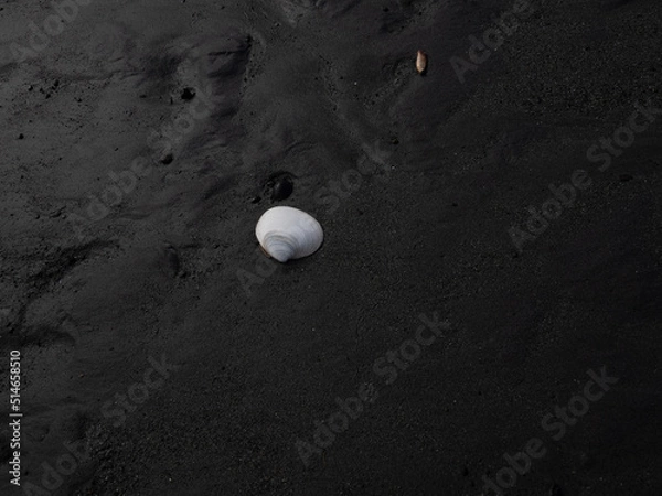 Obraz Just a Seashell