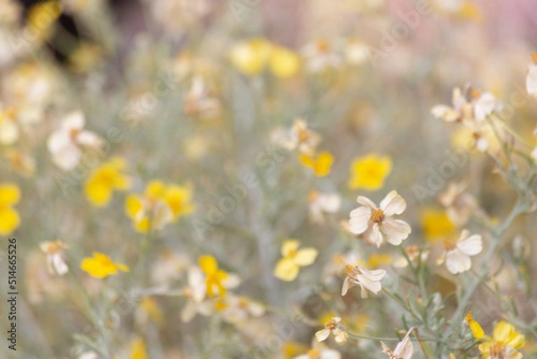 Obraz The end of spring is near within this southwestern desert meadow featuring faded crispy yellow and white tiny flower blooms waving in the breezy sunshine