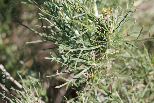 Fototapeta Green simple alternate revolute entire trichomatic lobately filiform leaves of Artemisia Californica, Asteraceae, native deciduous shrub in San Diego County, Winter.