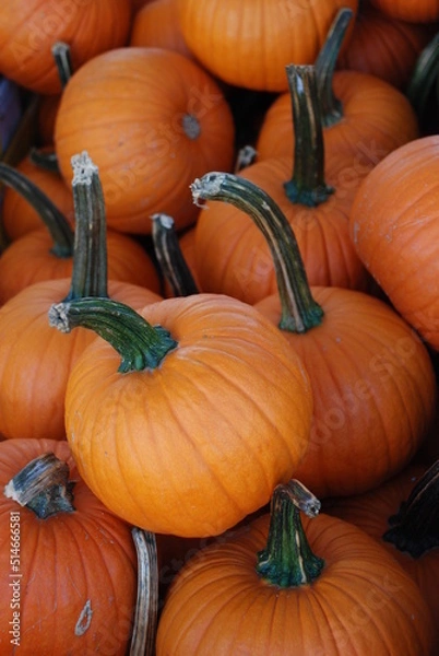 Fototapeta Pumpkins