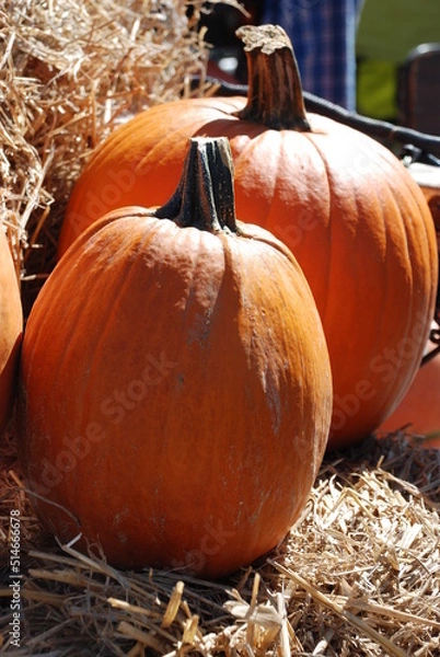 Fototapeta Pumpkins