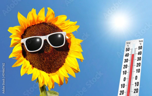 Obraz Sonnenblume und Thermometer 40 Grad