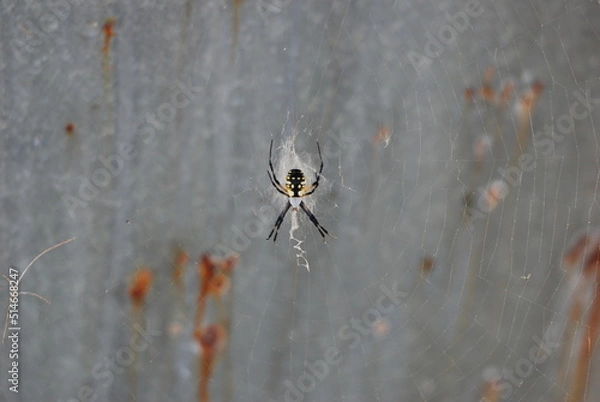 Obraz spider on the web