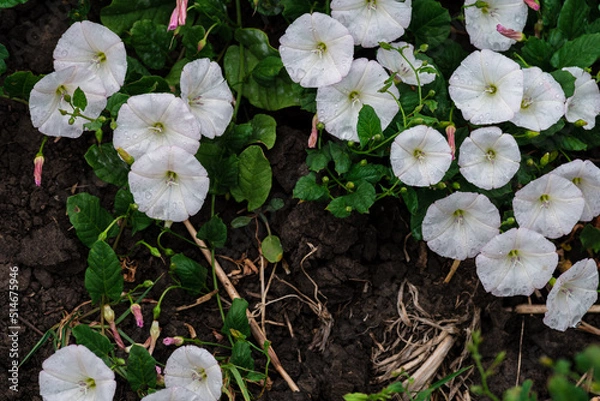 Fototapeta Field bindweed or Convolvulus arvensis or European bindweed or Creeping Jenny or Possession vine herbaceous perennial plant with open and closed white flowers surrounded with dense green leaves