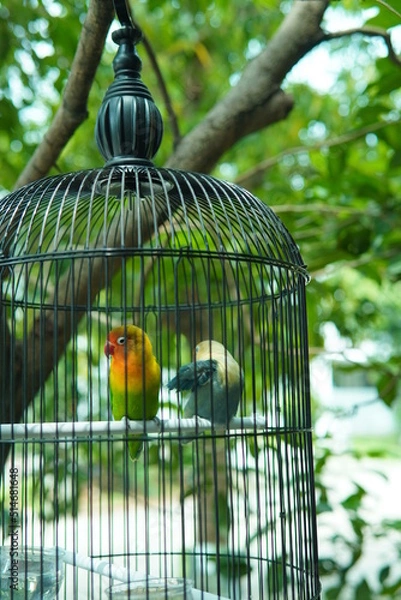 Obraz bird in cage
