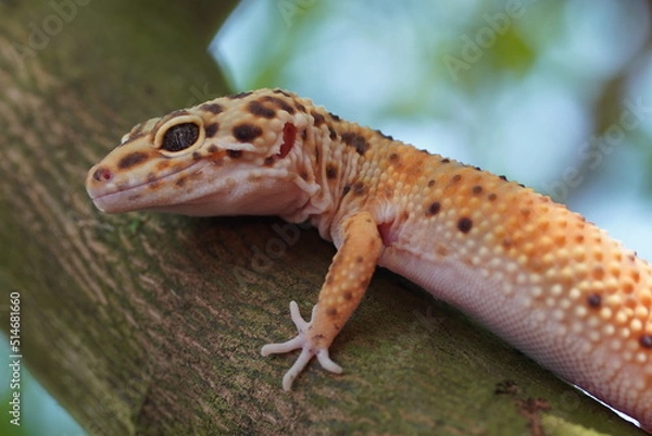 Obraz lizard on a tree