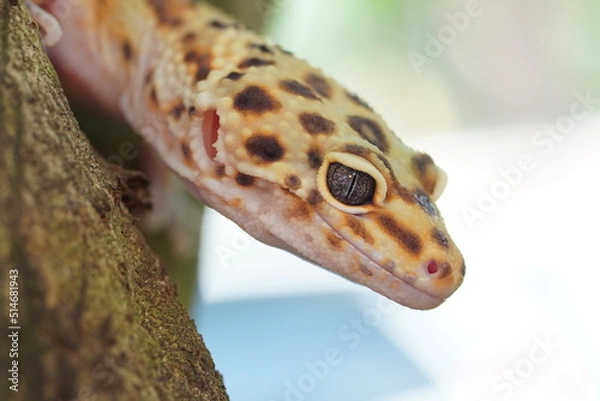 Obraz lizard on a branch