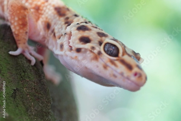 Obraz lizard on a branch