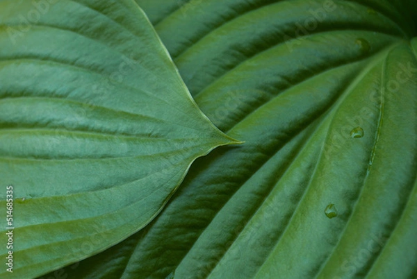 Fototapeta Hosta green leaf after rain with water drops close-up. Botanical foliage nature summer wallpaper or background. Macro trend. Aesthetic backdrop with natural veins texture of foliage. Top view