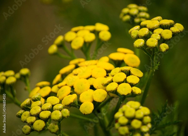 Fototapeta Close up of common tansy in meadow.