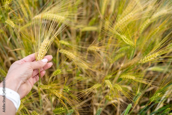 Fototapeta Woman's hand touches mature ears of wheat