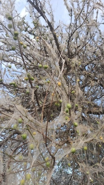 Obraz river in winter
