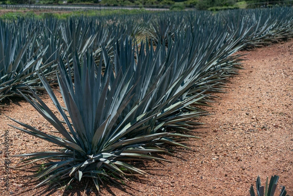 Obraz Field of agave plants in Tequila, Mexico