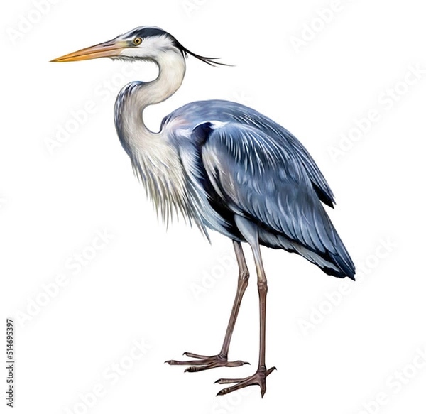 Obraz Gray heron (Ardea cinerea)