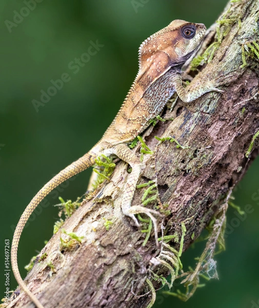 Fototapeta Lizard on a branch
