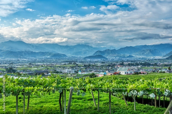 Obraz (山梨県-都市風景)勝沼のぶどう園風景１