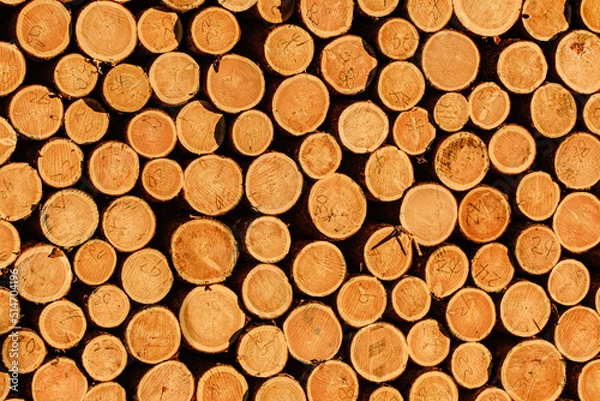 Fototapeta 貯木場の丸太