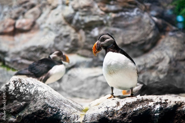 Obraz Atlantic Puffin on cliff