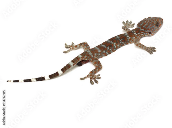 Obraz dead gecko on white background
