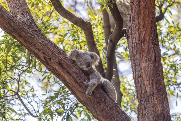 Obraz Sleepy Koala (Phascolarctos cinereus), native Australian icon, holding on to an inclined tree branch and another one seen blurred in the background.