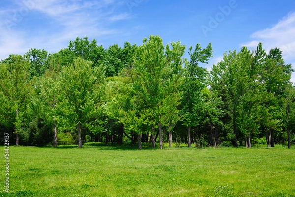 Fototapeta View of the green forest and a clearing with juicy bright grass.
