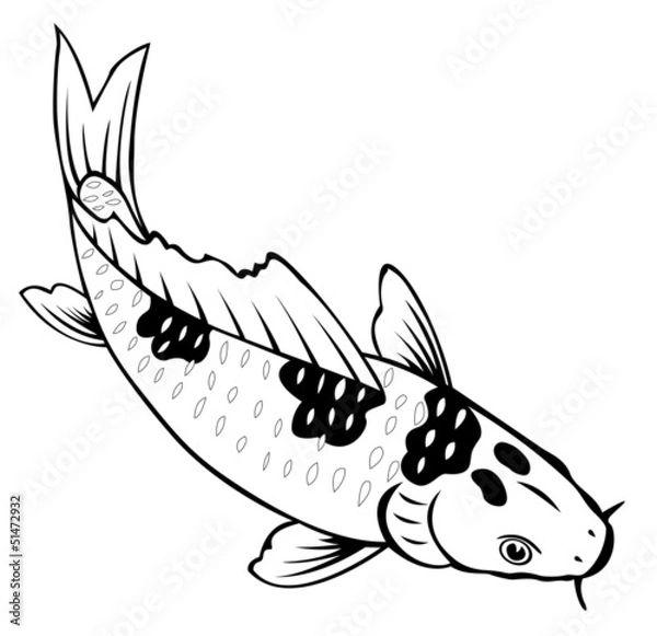 Obraz carp fish on white background for coloring