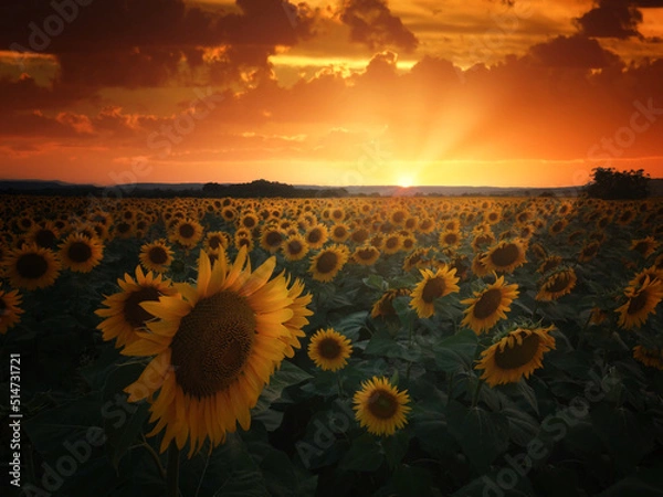 Fototapeta sunflower field at sunset