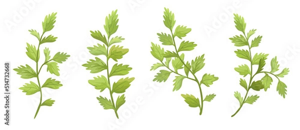 Fototapeta Vector designer elements set collection green branch with leaves. Decorative beauty elegant illustration for design leaf in watercolor style