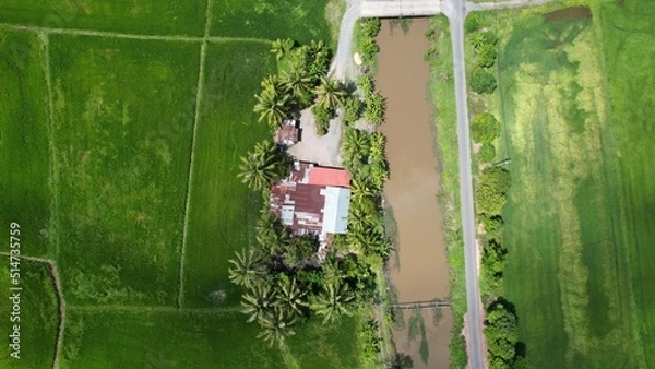 Fototapeta defaultThe Paddy Rice Fields of Kedah and Perlis, Malaysia