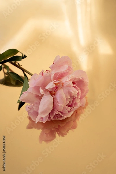 Fototapeta pink peony on a gold background, flower on a yellow background, background for text, inscriptions