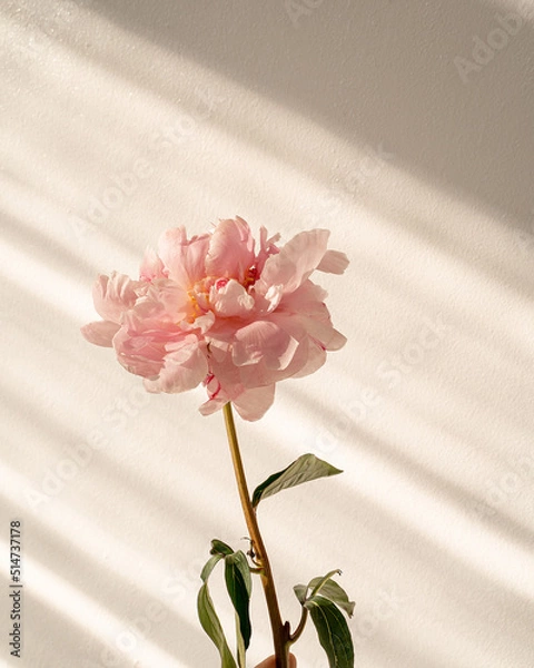 Obraz peony on a white background with sunlight