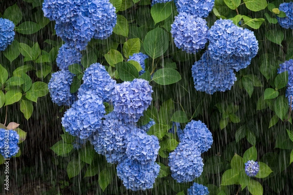 Obraz 雨とあじさい　雨を強調