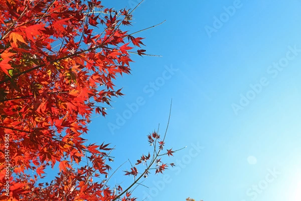 Obraz 紅葉と青空